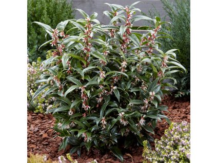 sarcococca hookeriana p6239 46482 zoom