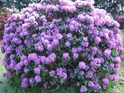 rhododendron catawbiense grandiflorum 1