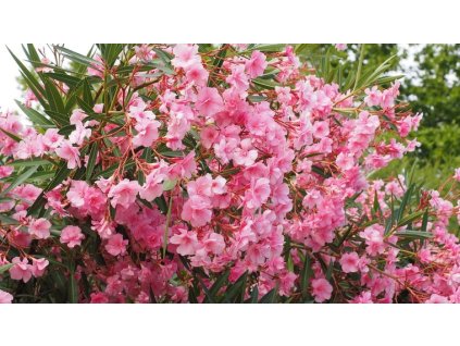 Oleander obyčajný -Nerium oleander rose - 80cm kmienok