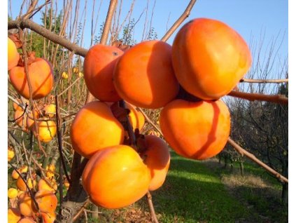 fruitiers diospyros kaki sharon