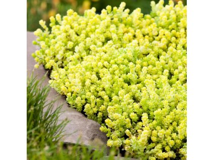 sedum acre aurea large