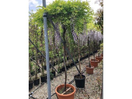 wisteria sinensis umbrella d.100cm ht.200cm