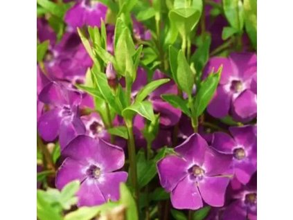 zimozelen mensia atropurpurea 01