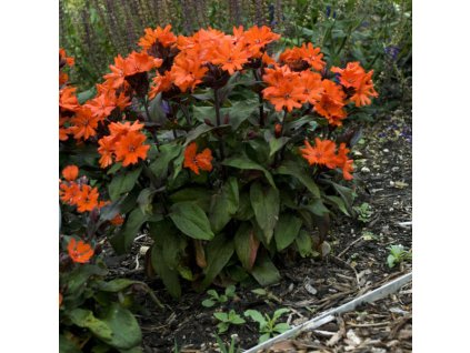 e03e79cdeed347eae5e3e2b18764fe0e