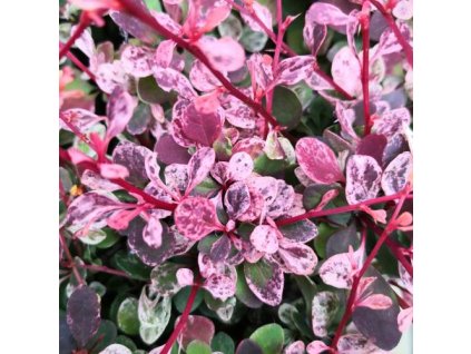 barberry harlequin UK 500 0023160