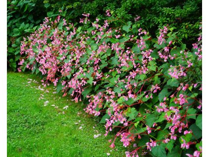 begonia grandis vivace