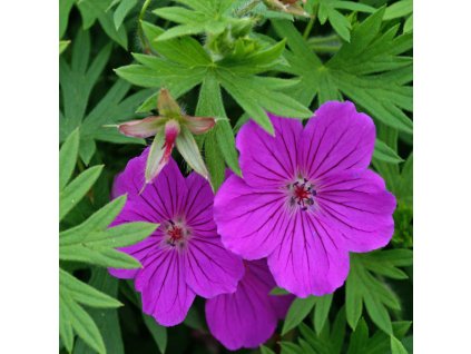 GeraniumTinyMonster 07116