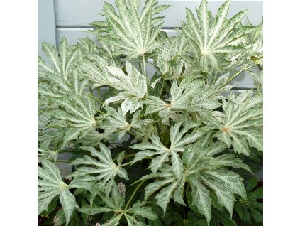Fatsia Spiders Web 1