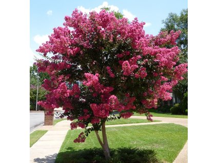 tuscarora crape myrtle 2