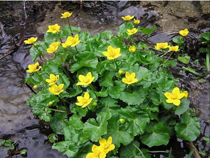 CALTHA PALUSTRIS
