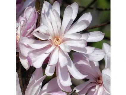Magnolia stellata Waterlily - 80-120cm