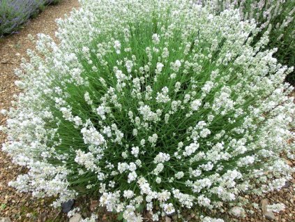 Lavandula angustifolia Arctic Snow Lavender 2000x