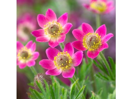 Anemone multifida rubra 0010600 3 94883