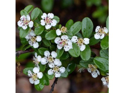 Cotoneaster Skogholm Arbustes 1000862 1