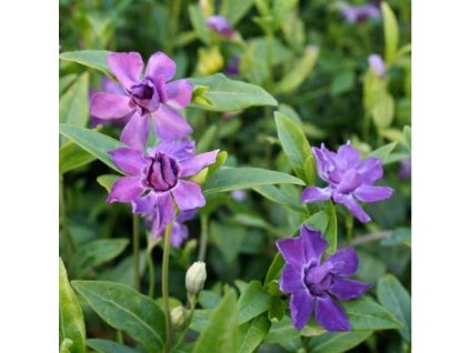 vinca minor multiplex