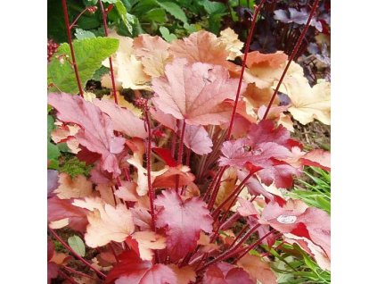 heuchere x creme brulee