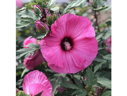 HIBISCUS SUMMERIFIC CANDY CRUSH ROSE MALLOW GC HIBCN 03