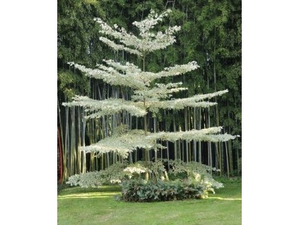 p 1910 Cornus controversa Variegata1