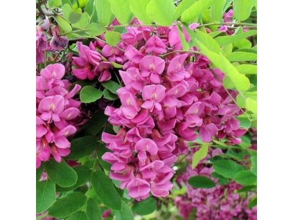 Agát srstnatý (Robinia hispida ´Casque rouge´), kmeň 190 cm -AKCIA