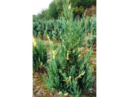 mozhzhevelnik kitaiskii stricta variegata