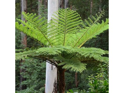 cyatheacooperi