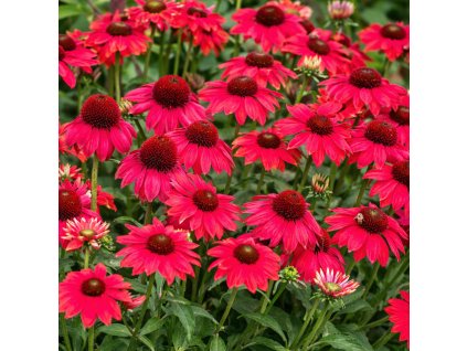 4aaca5f5 c0e8 46a8 8436 a6ca9561069a