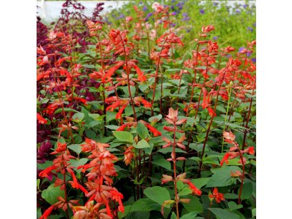 SALVIA Embers Wish (10) modifie