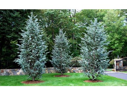 ceder atlantica glauca7