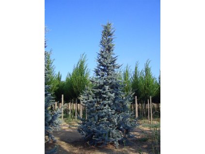 ceder atlantica glauca