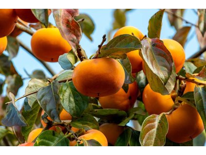 Japanese Persimmon Tree with Ripe Fruit