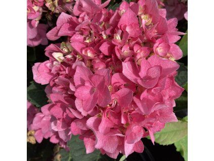 hydrangea macrophylla flame pink h217903 (4) 1691 1 p