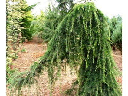 ceder deodara pendula5
