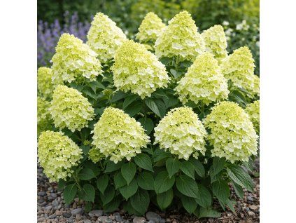 Hydrangea paniculata 'Magical Lime Sparkle'-Hortenzia metlinatá 'Magical Lime Sparkle'