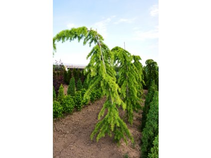 ceder deodara pendula2