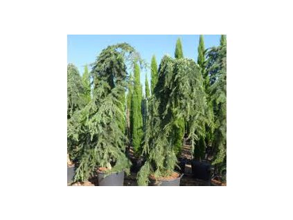 ceder deodara pendula3