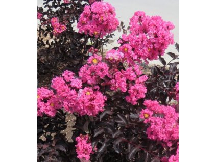 Lagerstroemia Black Diamond Shell pink 1
