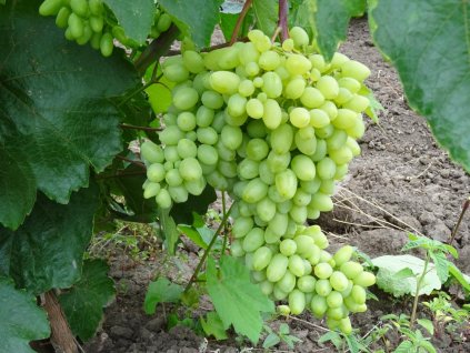 Vitis Kišmiš Geliodor-Hrozno  Kišmiš Geliodor-bezsemenné