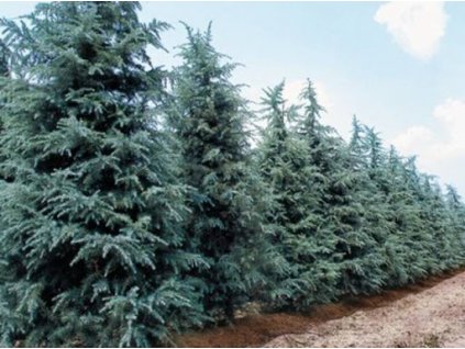 cedrus deodara robusta3