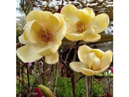 Magnolia  'Honey Tulip' 150-170cm