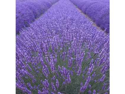 Levandula2