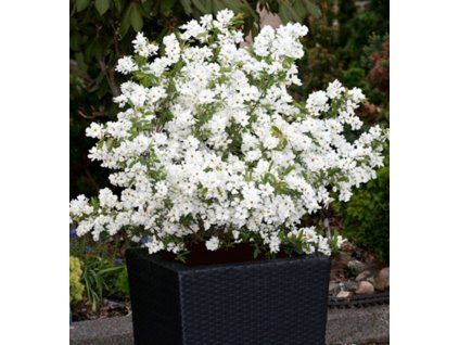 Exochorda racemosa ´NIAGARA®´- AKCIA