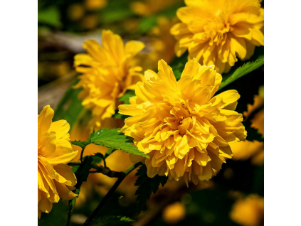 4d072fc6 0dfd 4adb bc8b ce3e7ecd5db1