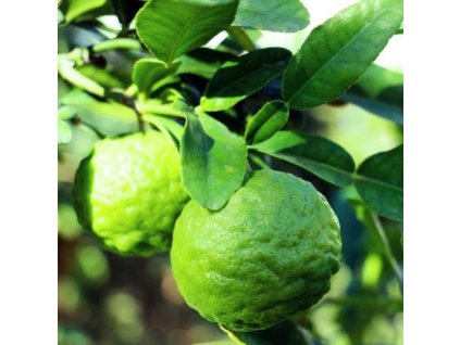 citrus hystrix combawa