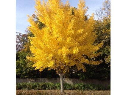 autumn gold ginkgo tree 28322723954730
