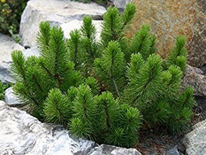 pinus mugo pumilio