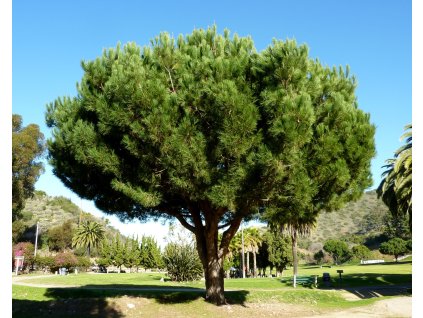 Pinus pinea