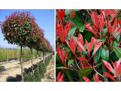 Photinia  fraseri Red Robin - 150cm kmienok