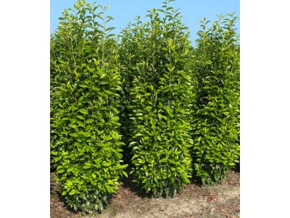 Prunus Genolia 1