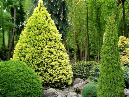 picea glauca daisy white