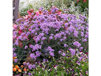 verbena bonariensis lollipop